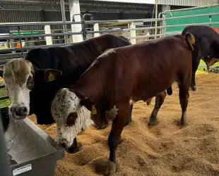 Evolução marcante: as inovações do Show Safra Pecuária