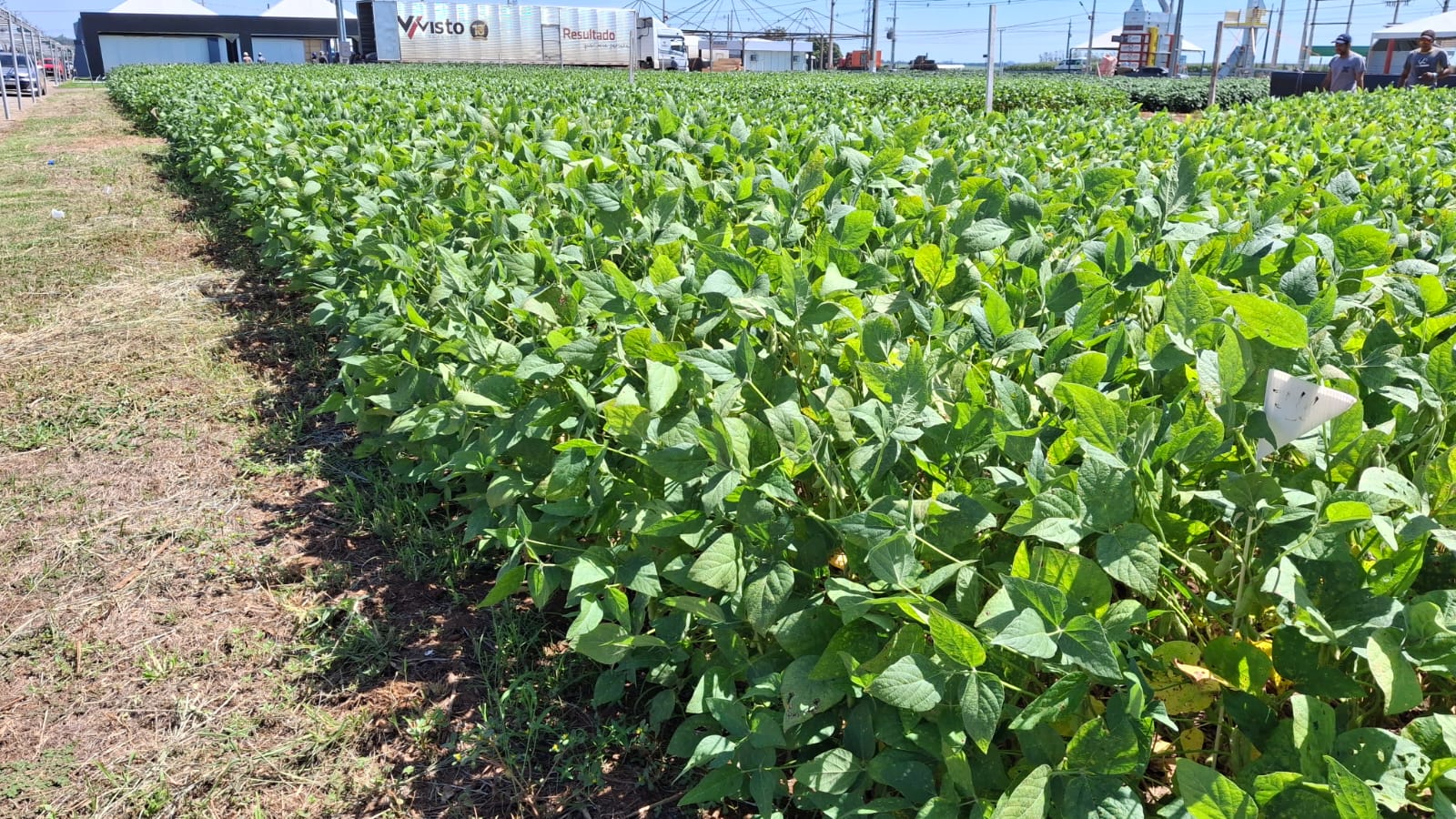 Show Safra MT 2025: Fundação Rio Verde lidera preparação dos espaços demonstrativos para inovação no agro