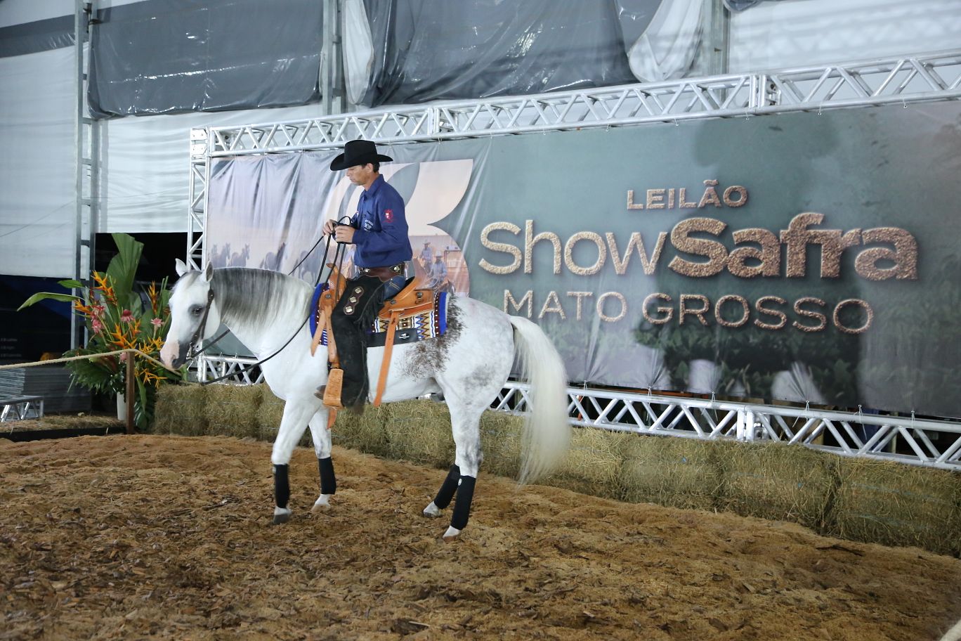 Leilões, genética e inovação fazem do Show Safra Pecuária um polo de negócios